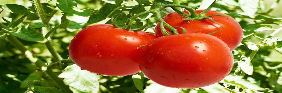 رژیم غذایی غنی از گوجه فرنگی برعلیه سرطان پروستات