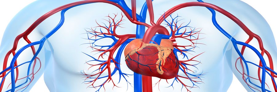 استئوپروز با بیماری قلبی مرتبط است