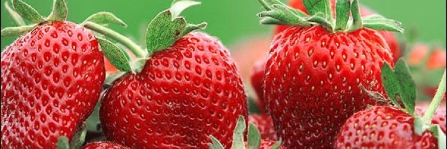 مصرف توت فرنگی و زغال اخته و کاهش خطر حمله قلبی