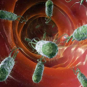 باکتری‌های روده و پیشگیری از عفونت لیستریا