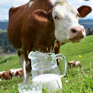 ارتباط آلودگی شیر گاو با خطر ابتلا به آرتریت روماتوئید