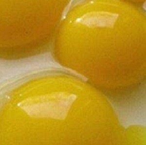 مصرف تخم مرغ کامل و بهبود لیپید پروفایل