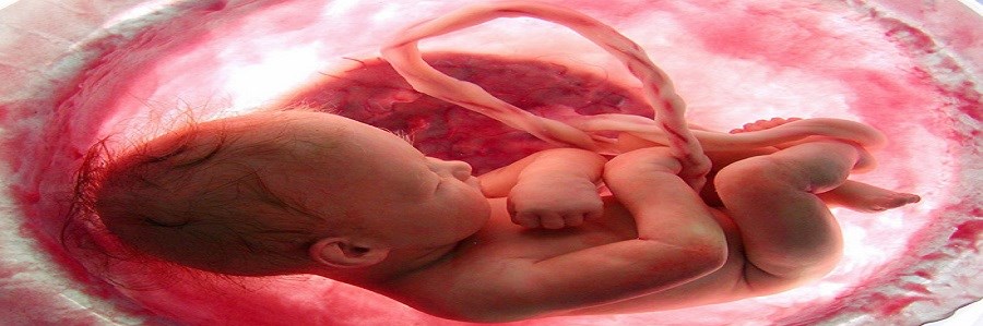 عملکرد ذهنی جنین: مادران باردارچربی رژیم را کنترل کنید