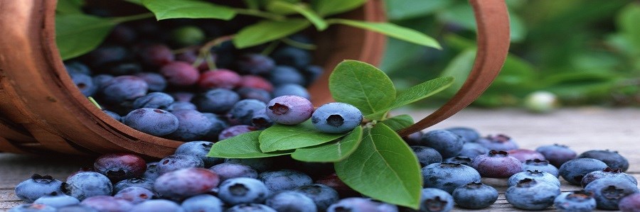 بلو بری و کاهش فشارخون