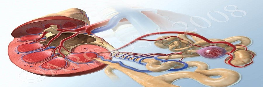 رژیم های اسیدی اثرات نامطلوبی بر سلامت کلیه ها دارند