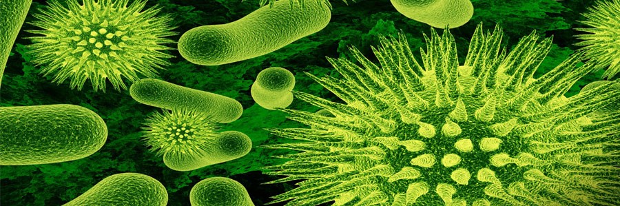 باکتری های معده بر خطر بروز پارکیسنون مؤثرند