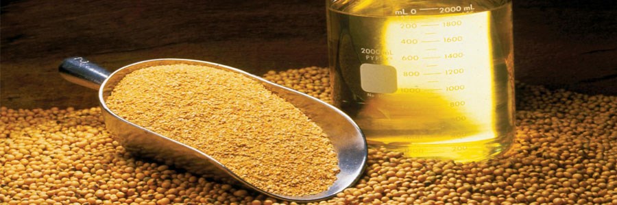 روغن سویا، یکی از عوامل افزایش شیوع چاقی