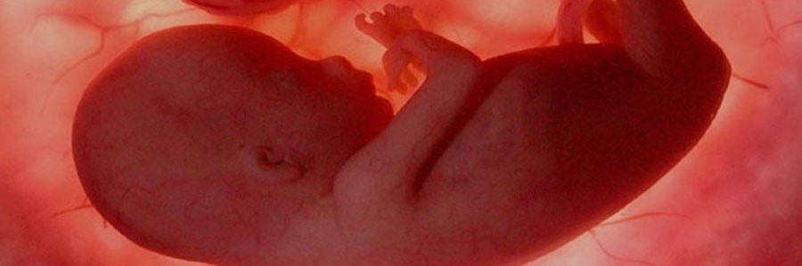تاثیر ماده شیمیایی BBP بر ذخایر چربی بدن جنین