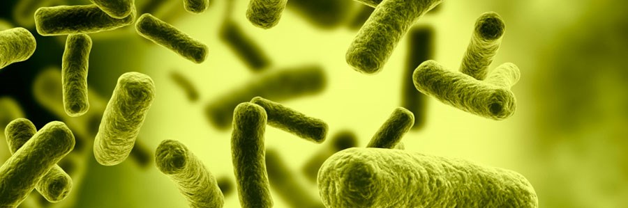 ارتباط باکتری های روده با سلامتی