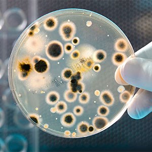 باکتری های معده بر خطر بروز پارکیسنون مؤثرند