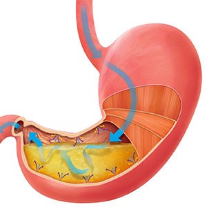 اثر میکروب های معده بر ساعت بیولوژیکی بدن و سوخت و ساز