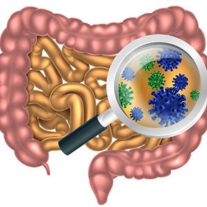 ارتباط باکتری های روده با سلامتی
