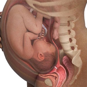 نمایه توده بدنی (BMI) پیش از بارداری مادران بر طول عمر نوزادان اثر می گذارد.