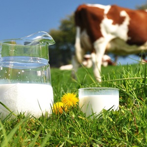 شیر سویا، بهترین جایگزین شیر گاو